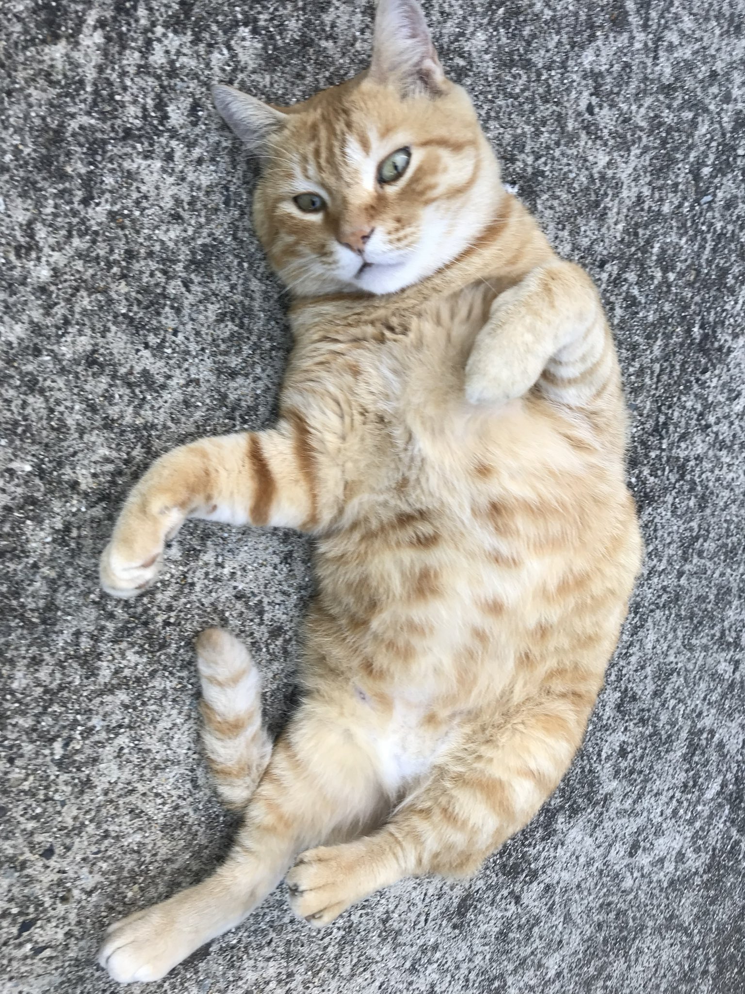 悲鴻 貓 Konoshima Okoku / Cat | 古美術瀬戸