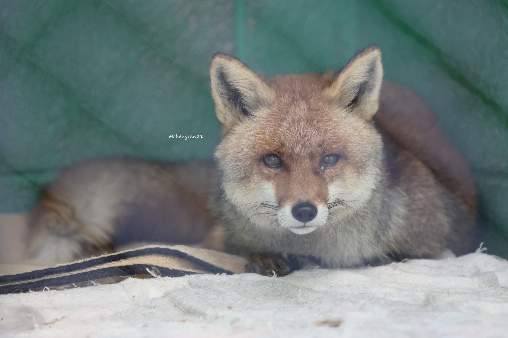 Cheng-Ren🦊🐺 on X: 