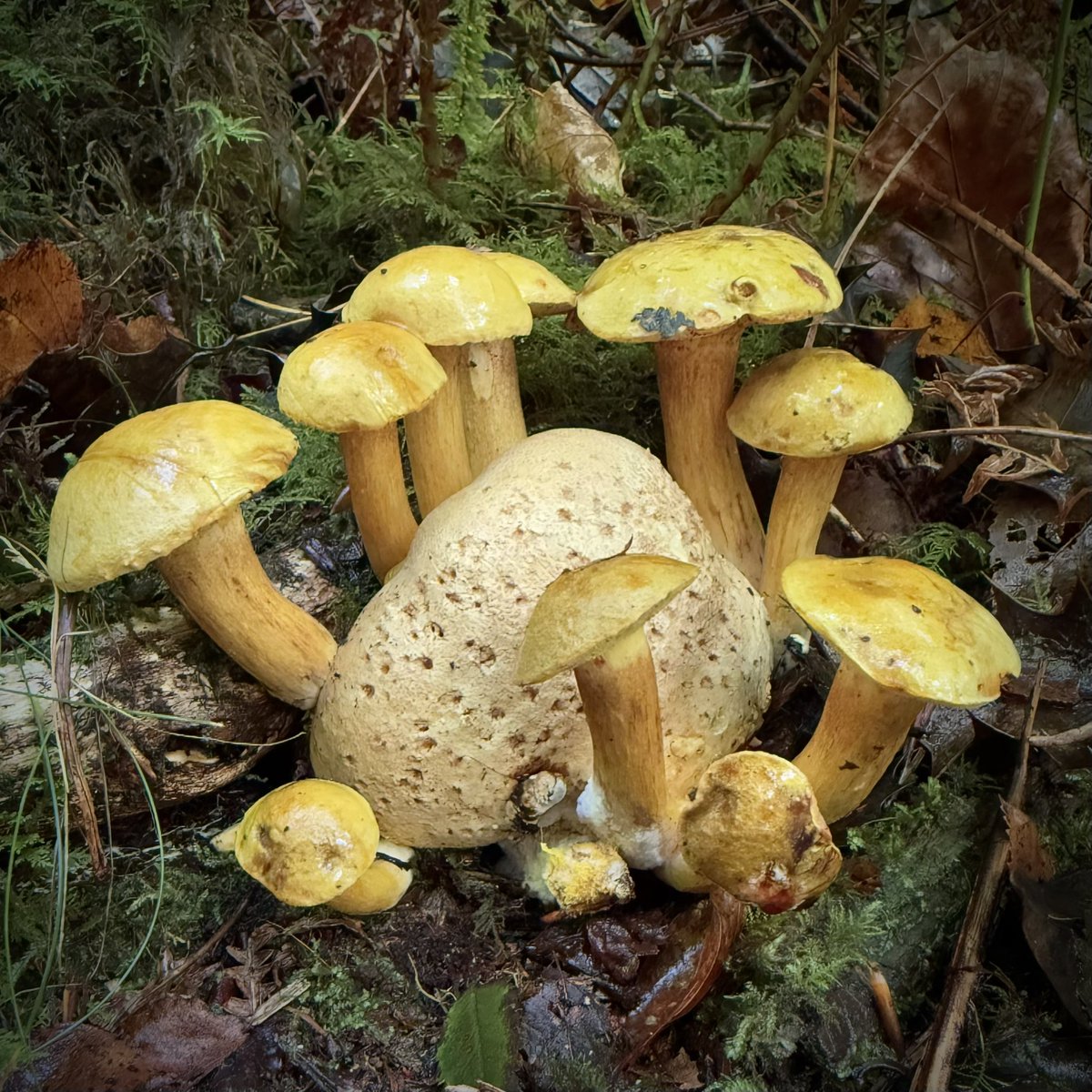 Possibly the finest specimen of Pseudoboletus parasiticus - Parasitic Bolete I have ever found. What an absolute beauty. Growing from Scleroderma citrinum - Common Earthball. #MushroomMonday