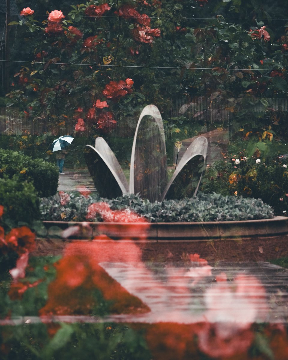 Double exposures at the Memorial Park Rose Garden 🌹