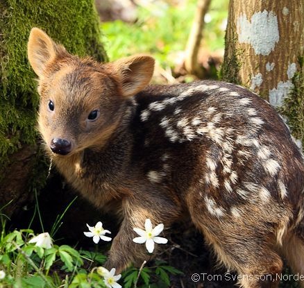 siempre que conozco a gente de otros paises les presentó al pudú y al monito del monte, chile hogar de las especies más tikitas del mundop (ㅅ´ ˘ `)