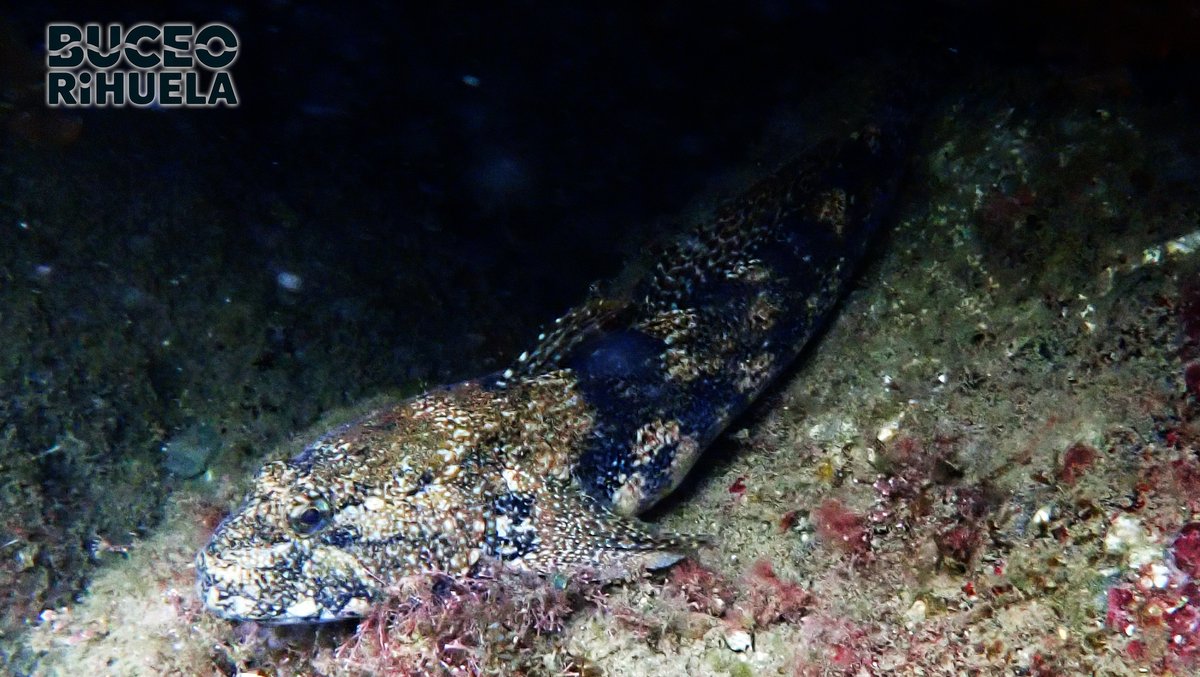 BuceoOrihuela's tweet photo. Ya hemos vuelto de vacaciones. Buceo en la Réserve naturelle nationale de #Cerbère-#Banyuls, la reserva marina integral más antigua de Europa.
Durante los próximos días iremos poniendo material gráfico de la zona.
Un Gobio Gigante (Gobius cobitis) impresionante.
#Gobio #fotosub https://t.co/JXc43UGkLV