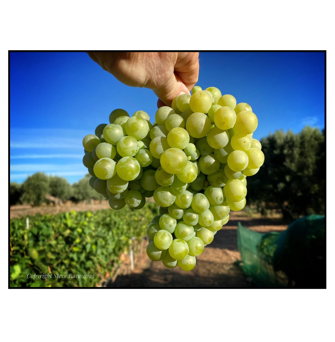 CampdEstrelles's tweet image. Not massive bunches this year, but their berries are certainly ready to pop! Always good to see the #Parellada looking nice and clean after removing the nets. Happy days…
😉🥂🍾🫶🇪🇸

#wine