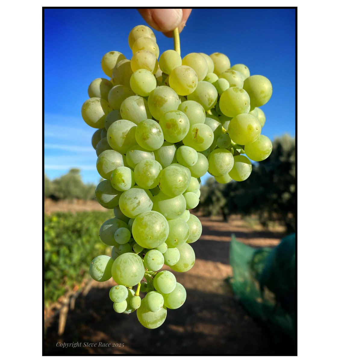 CampdEstrelles's tweet image. Not massive bunches this year, but their berries are certainly ready to pop! Always good to see the #Parellada looking nice and clean after removing the nets. Happy days…
😉🥂🍾🫶🇪🇸

#wine