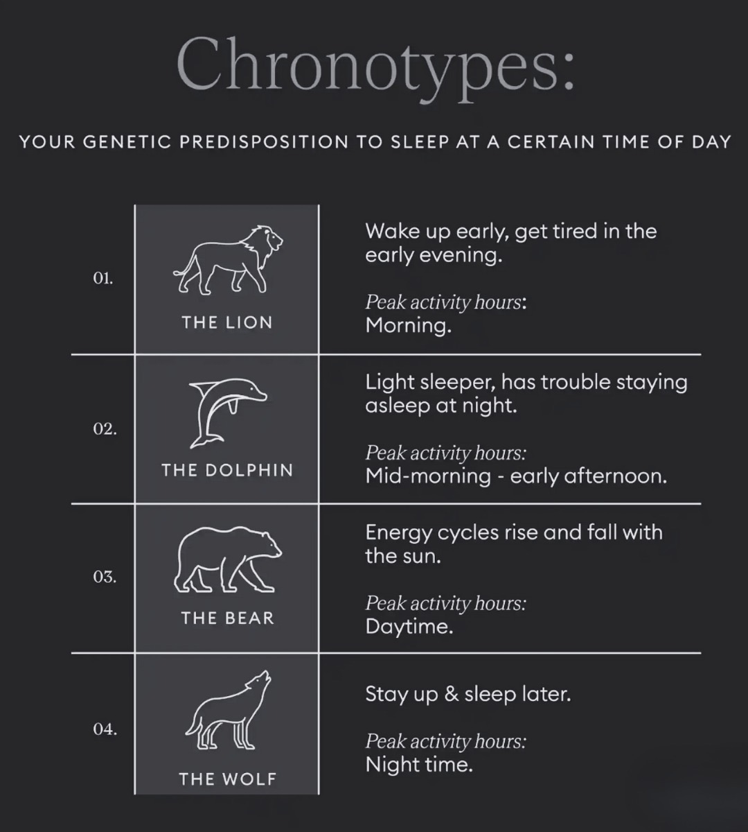 Most people fight their biology when it comes to sleep.

You’ve been told to wake up at 5am but not everyone is wired to perform in the morning.

There are 4 chronotypes:

Lion: peak in the morning

Dolphin: mid-morning focus

Bear: energy follows the sun

Wolf: sharpest at night