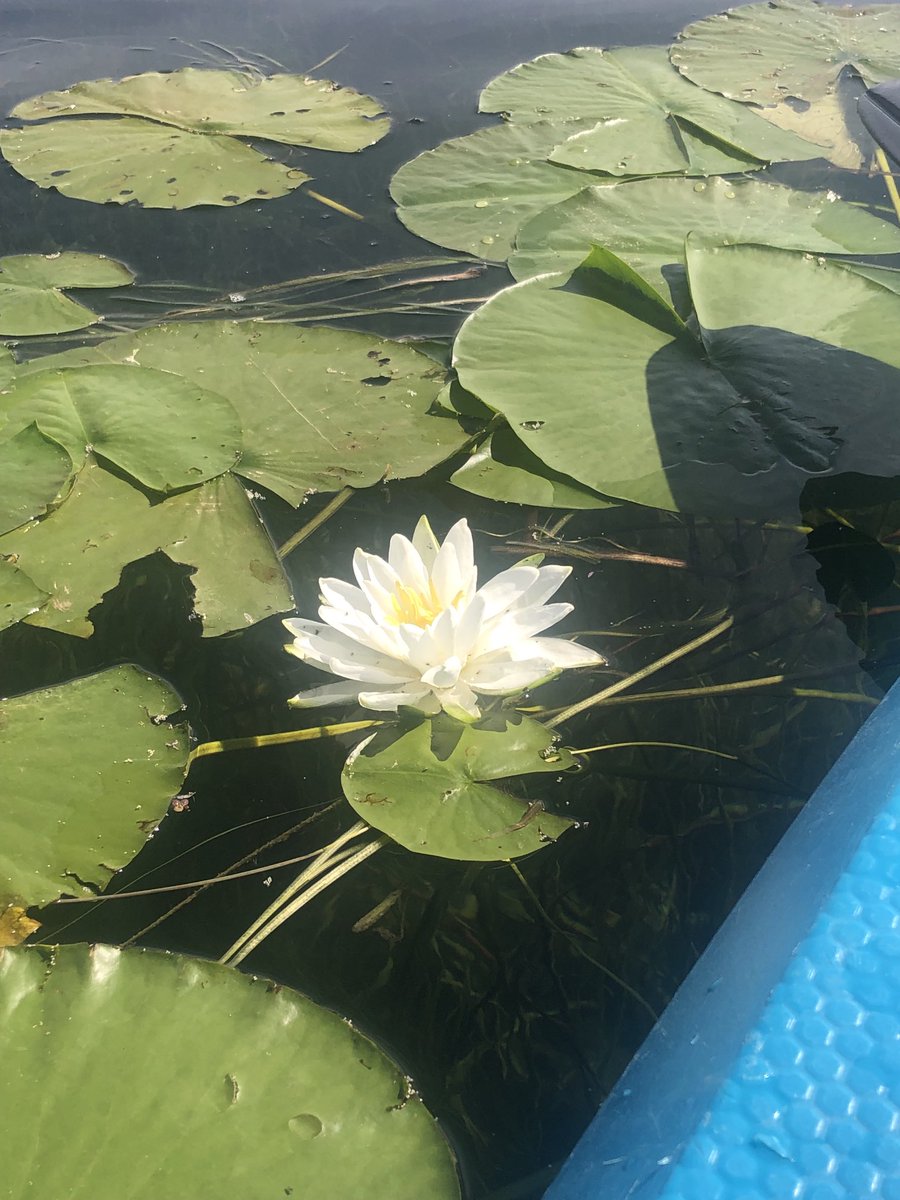 In bloom now!! 🤠🙏👍🏻❤️