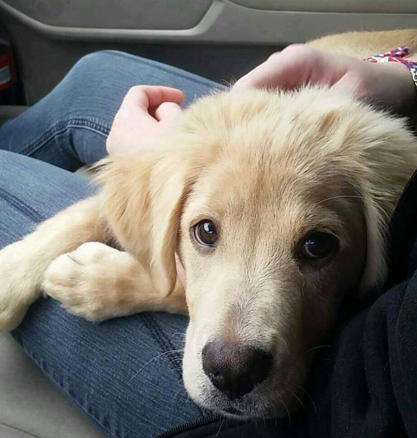 Tweets of Dogs tweet media
