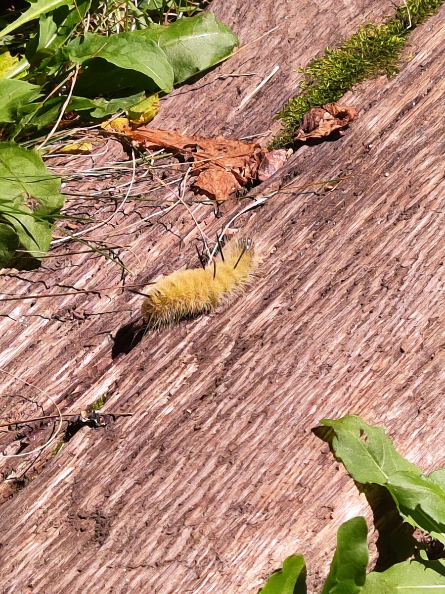 I just had a fuzzy yellow caterpillar cross my path, heading north!

I looked up the meaning.
When a fuzzy yellow caterpillar like the American Dagger Moth caterpillar crosses your path, it carries a layered spiritual meaning:

🌀 Transformation &amp; Hidden Power

Caterpillars