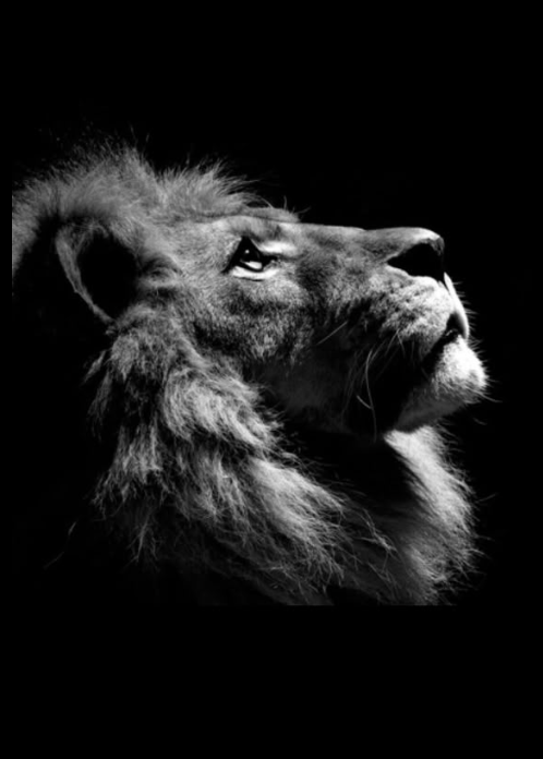 the lion KOL doesnt concern himself with a leaked KOL list.