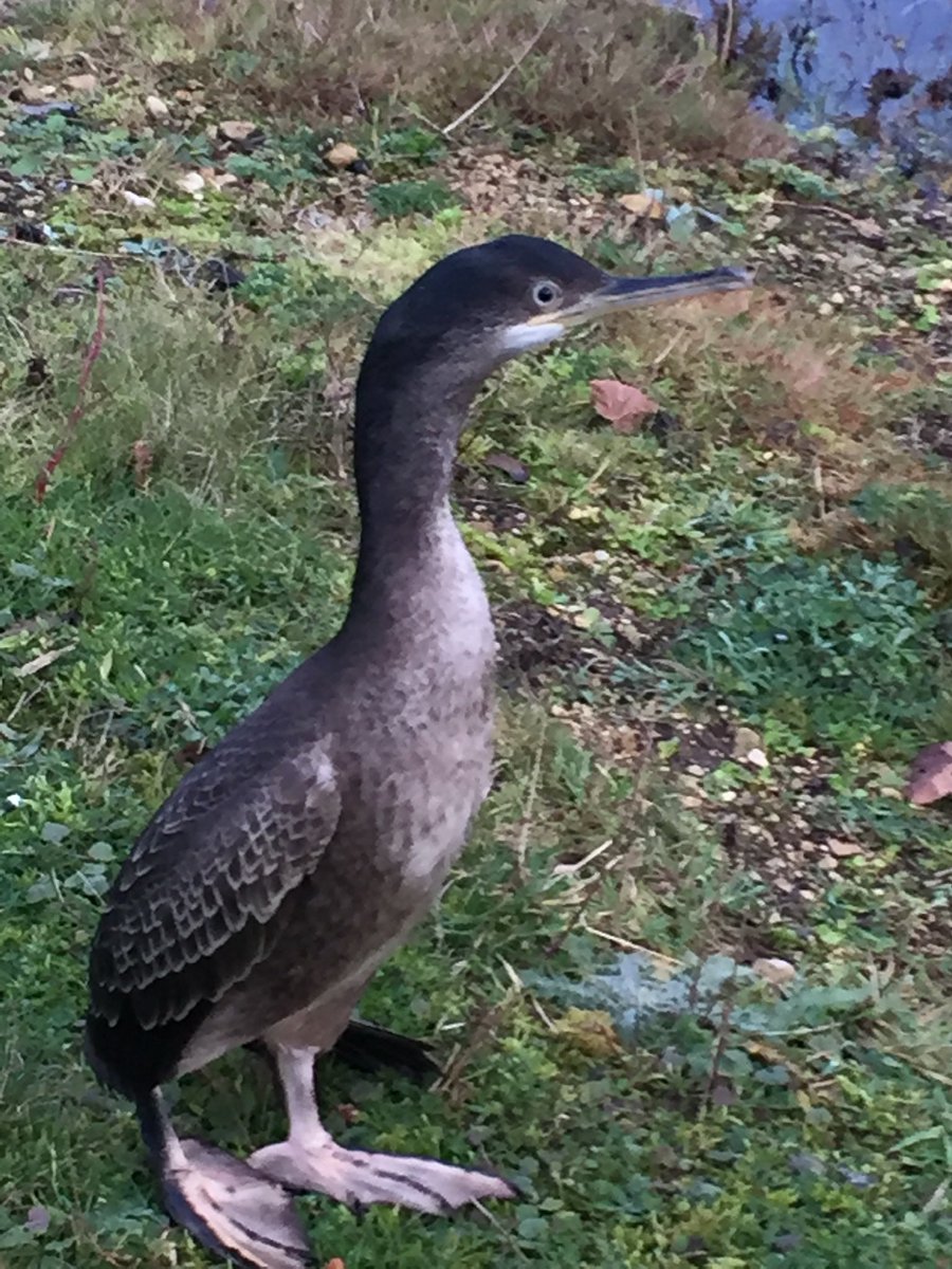 Frampton pools 2 Shag pic not from today 10 Swift 2 Marsh Harrier 1 Hobby 1 Yellow Wagtail ad YL Gull 80+ Swallow 50+ Sand Martin 30+ Swallow 2 Willow Warbler 6 Teal 28 Tufted Duck 30 Gadwall 2 Cattle Egret 3 Little Egret 7 Grey Heron #GlosBirds