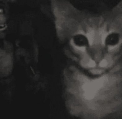 o pedro Assad tá infiltrado aqui no study