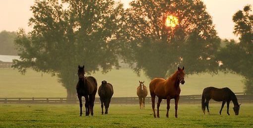#من أعمق شواهد الألفة،
قوة المشابهة في تذوُّق الجَمال