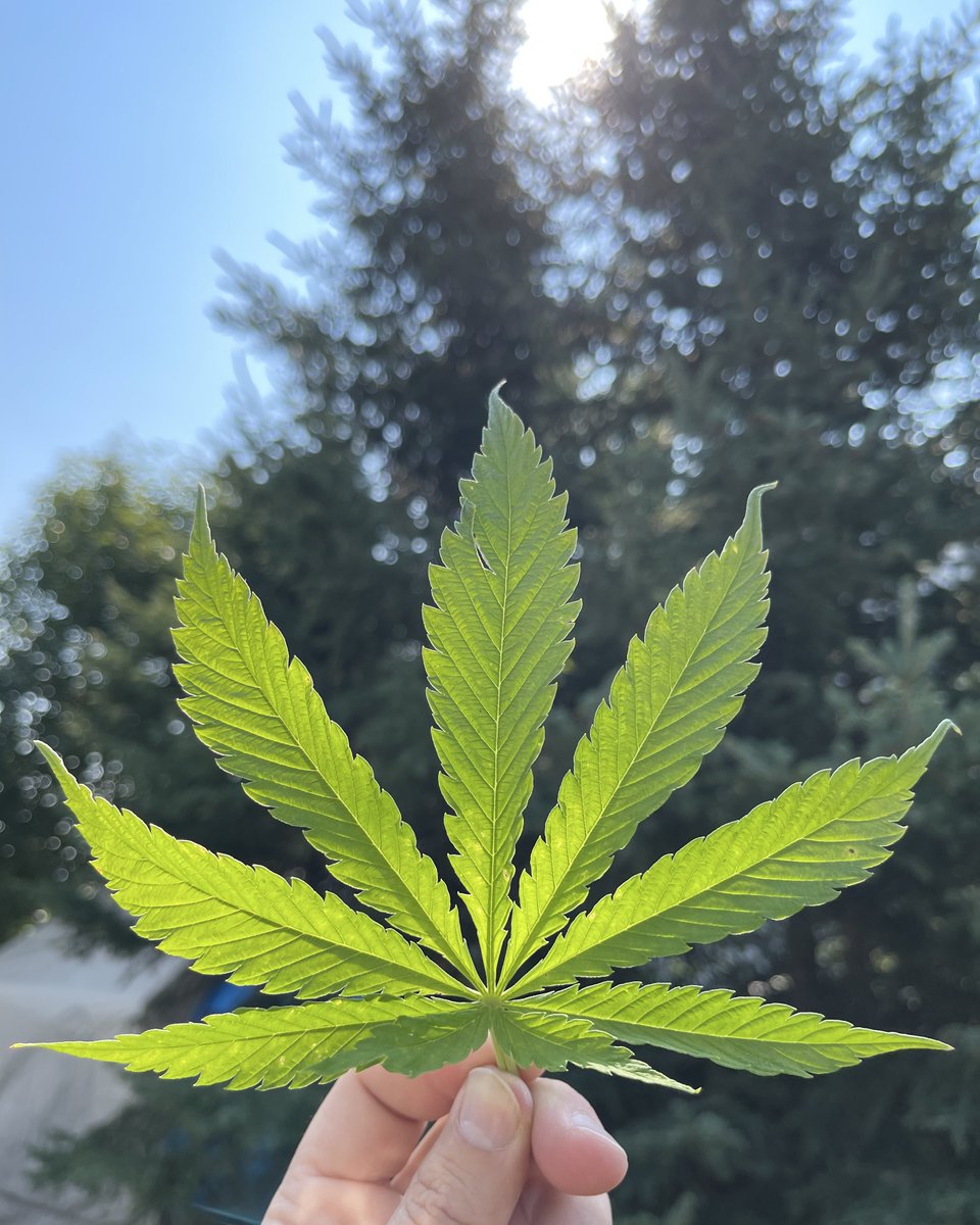 Best plant in the world and there is no argument