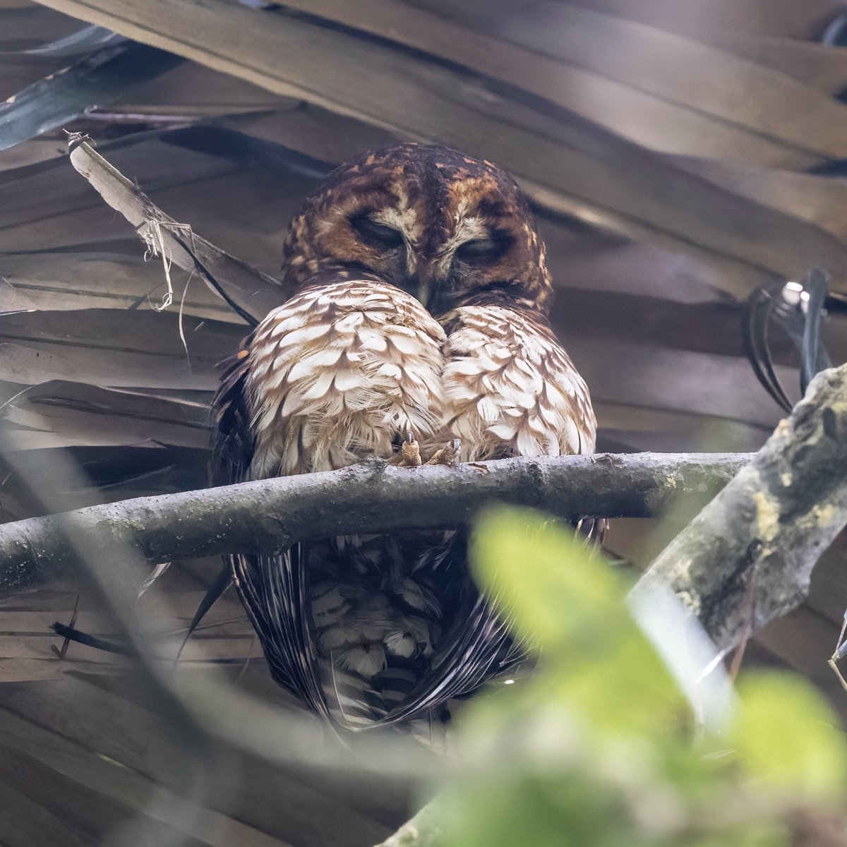 Casi 10 años tomando fotos de aves en Bogotá y la naturaleza me sigue sorprendiendo … cerca a la Universidad de Los Andes duerme este Búho Andino Patiblanco (Strix albitarsis).