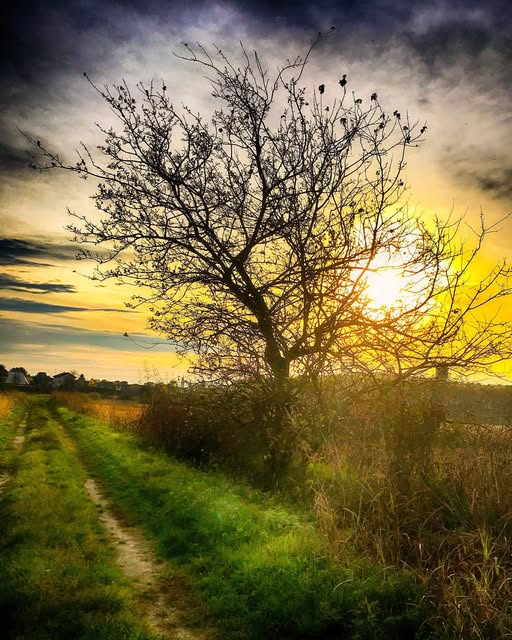 L’ultimo abbraccio tra albero e sole al tramonto

#Buonanotte ✨✨