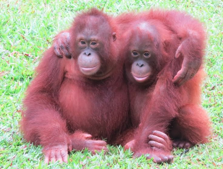 HAPPY WORLD PRIMATE DAY BESTIES