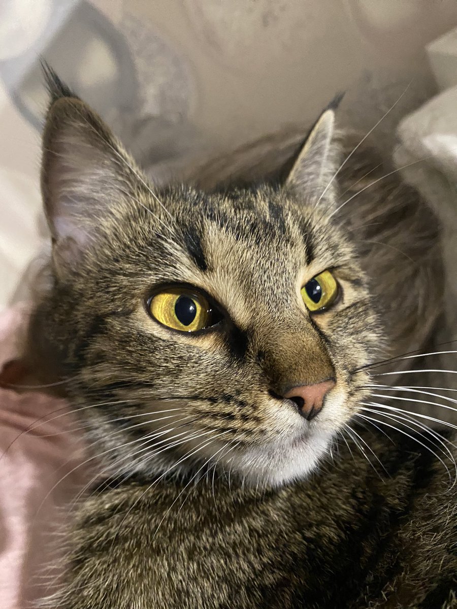 Він бажає вам гарного вечора!