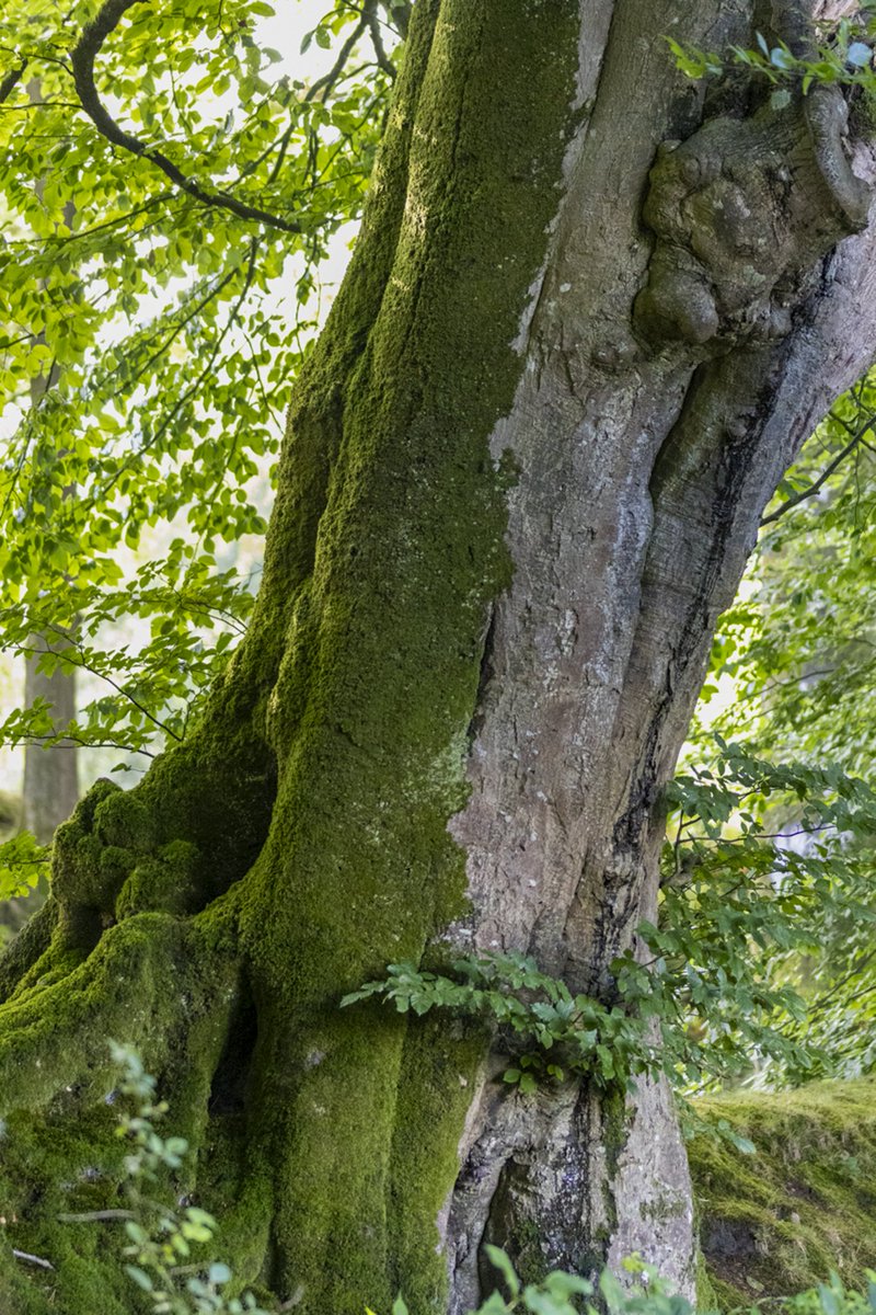 pmj_photos's tweet photo. Centuries-old moss-covered beech at Woodbury Common, Devon. Can you see the gargoyle face tucked into the trunk's nooks and crannies? What do you think? #ThickTrunkTuesday #TreeClub @arborsmarty @keeper_of_books @PicturesfromUK #TreeTuesday #WoodburyCommon #Devon #BeechTree #MossCovered #TreeFaces #Pareidolia #AncientTrees #TreesOfInstagram