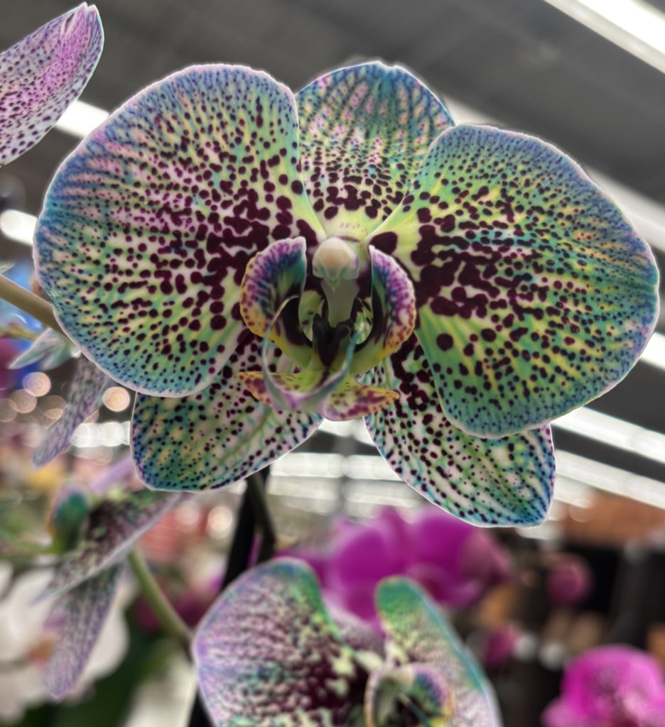 Insane looking orchids at meijer