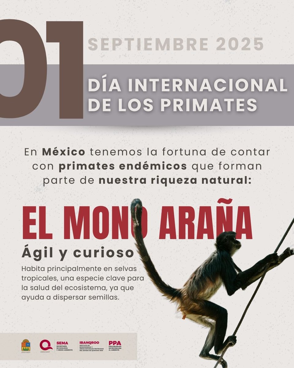 PPA Quintana Roo tweet media