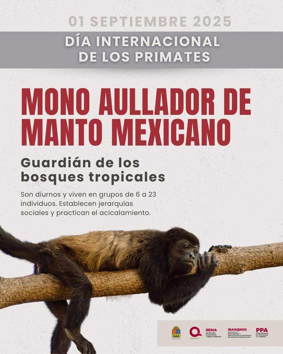 PPA Quintana Roo tweet media