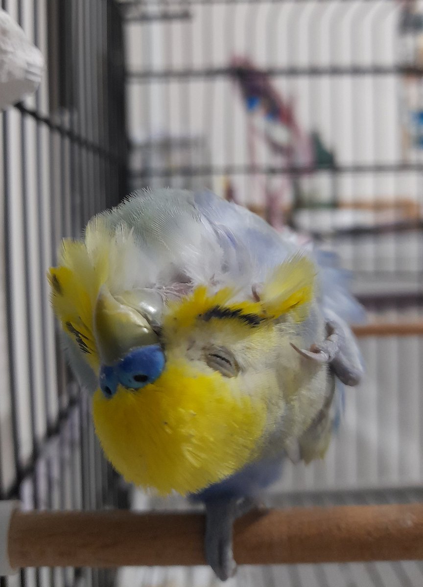 Kusum bozuldu galiba