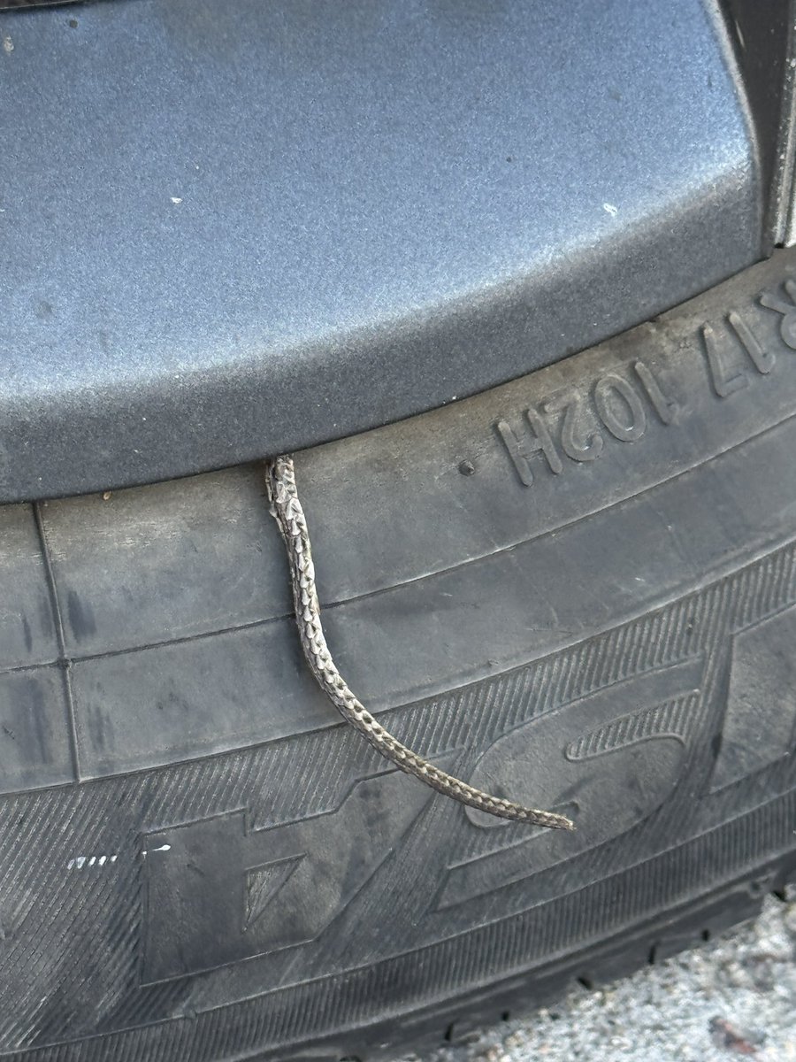 There’s a snake in my boot