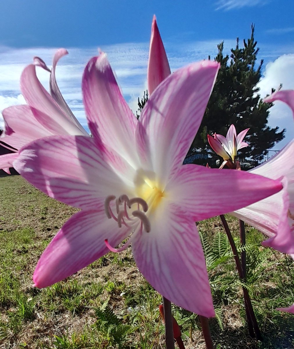 Good evening #GardensHour its been a while since my last post on here. Shining bright today on the IOS is this pink Amaryllis belladonna. #SixWeeksofColour