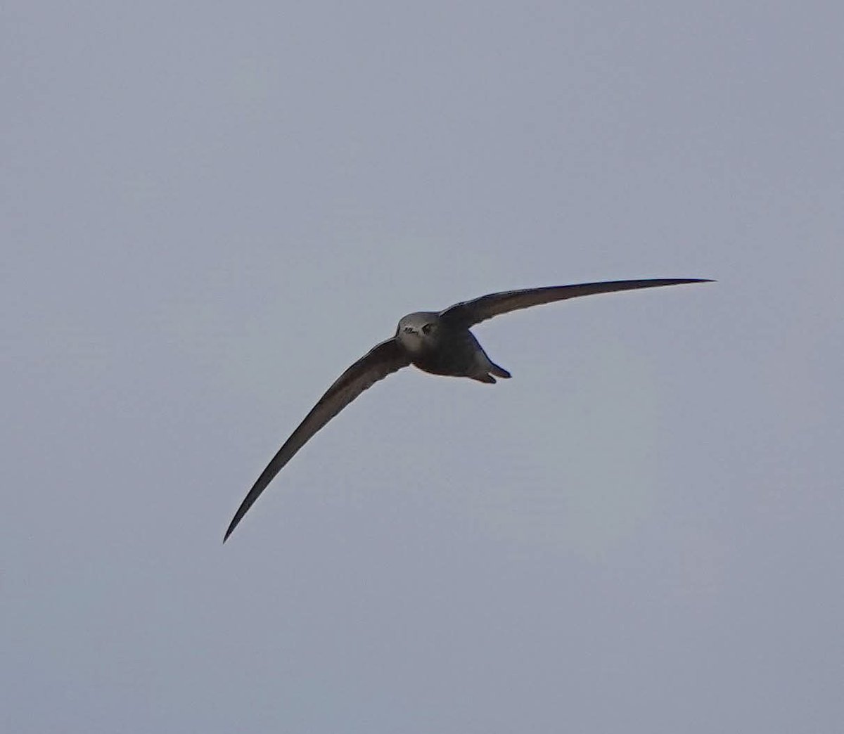 Long Nab Birder🇺🇦 (@addeynick) on Twitter photo Swifts still getting reported daily in #Scarborough atm. A total of eight today at various locations including this juv over #longnab this morning.
<a href="/nybirdnews/">NorthYorksBirdNews</a> Swifts still getting reported daily in #Scarborough atm. A total of eight today at various locations including this juv over #longnab this morning.
<a href="/nybirdnews/">NorthYorksBirdNews</a>