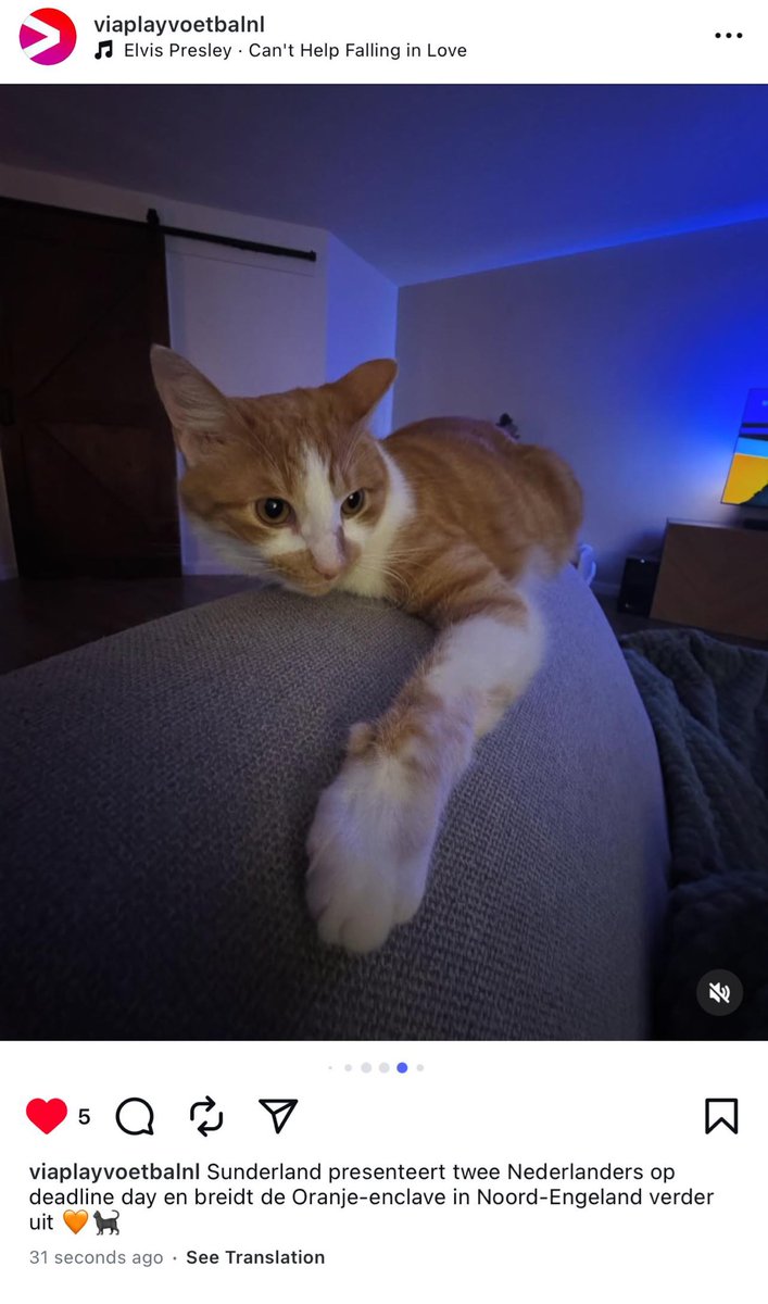 Wilde een post online gooien van alle Nederlanders bij Sunderland en nu heb ik per ongeluk m’n eigen kat een transfer naar de Premier League beloofd