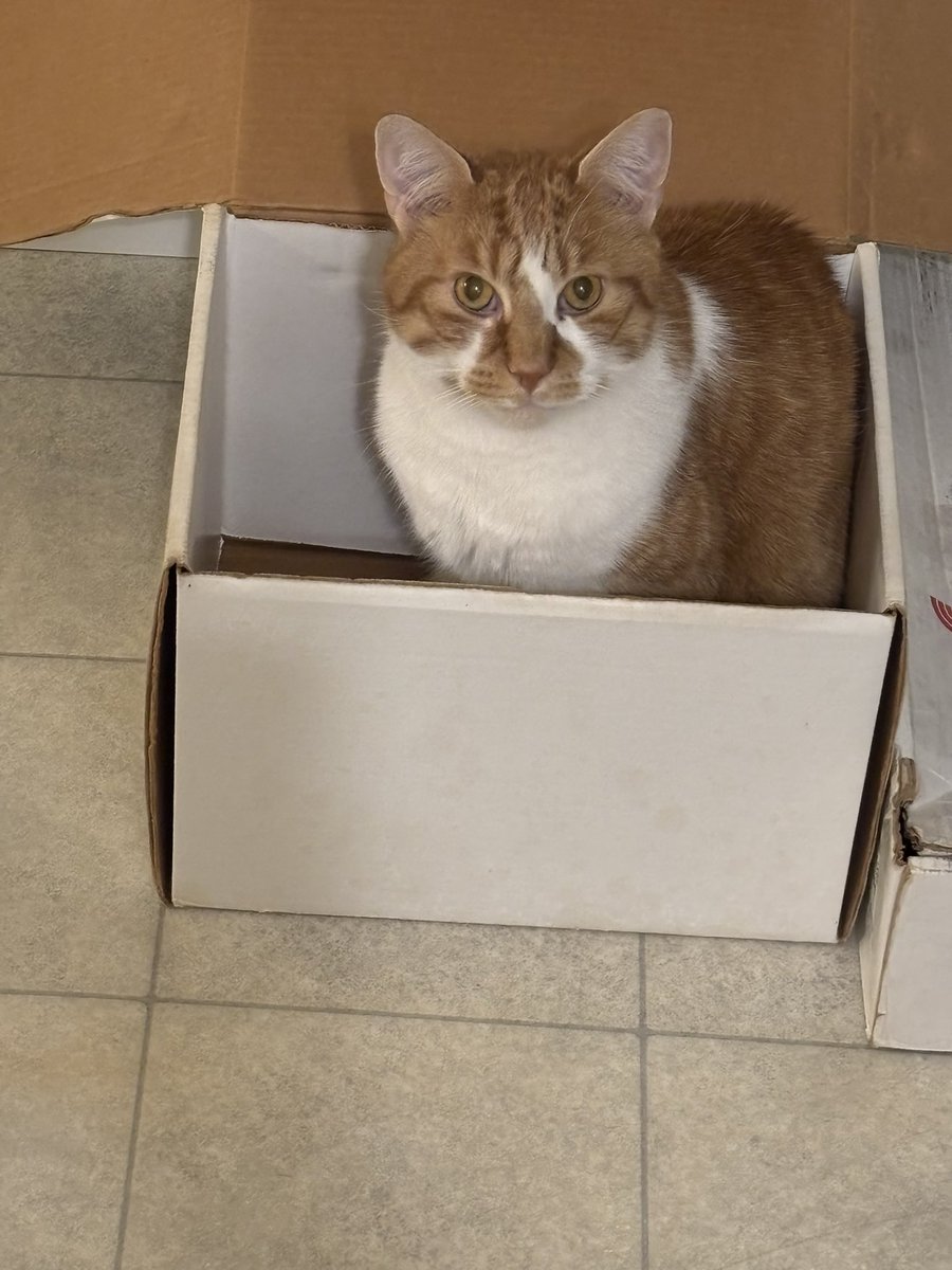 DBrig350's tweet photo. @SimonsCat This is Nico in his box. https://t.co/dftfQ1o7FO
