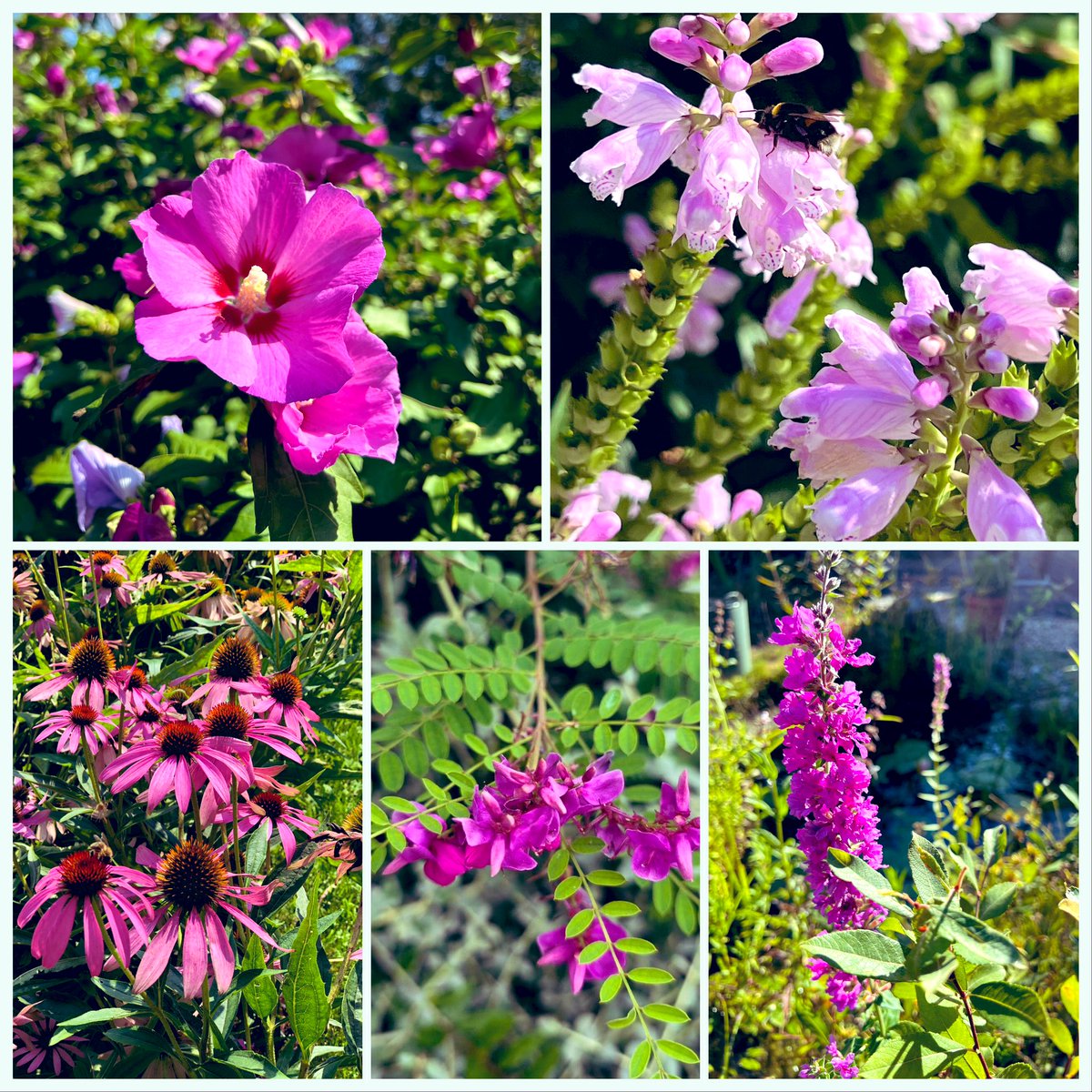 Lussas's tweet photo. Gorgeous #pinks for #GardensHour. #SixWeeksOfColour Hibiscus, Obedient Plant (deserves its own post - next) Echinacea, Himalayan Indigo, Purple Loosestrife. https://t.co/E6JekCnKlE
