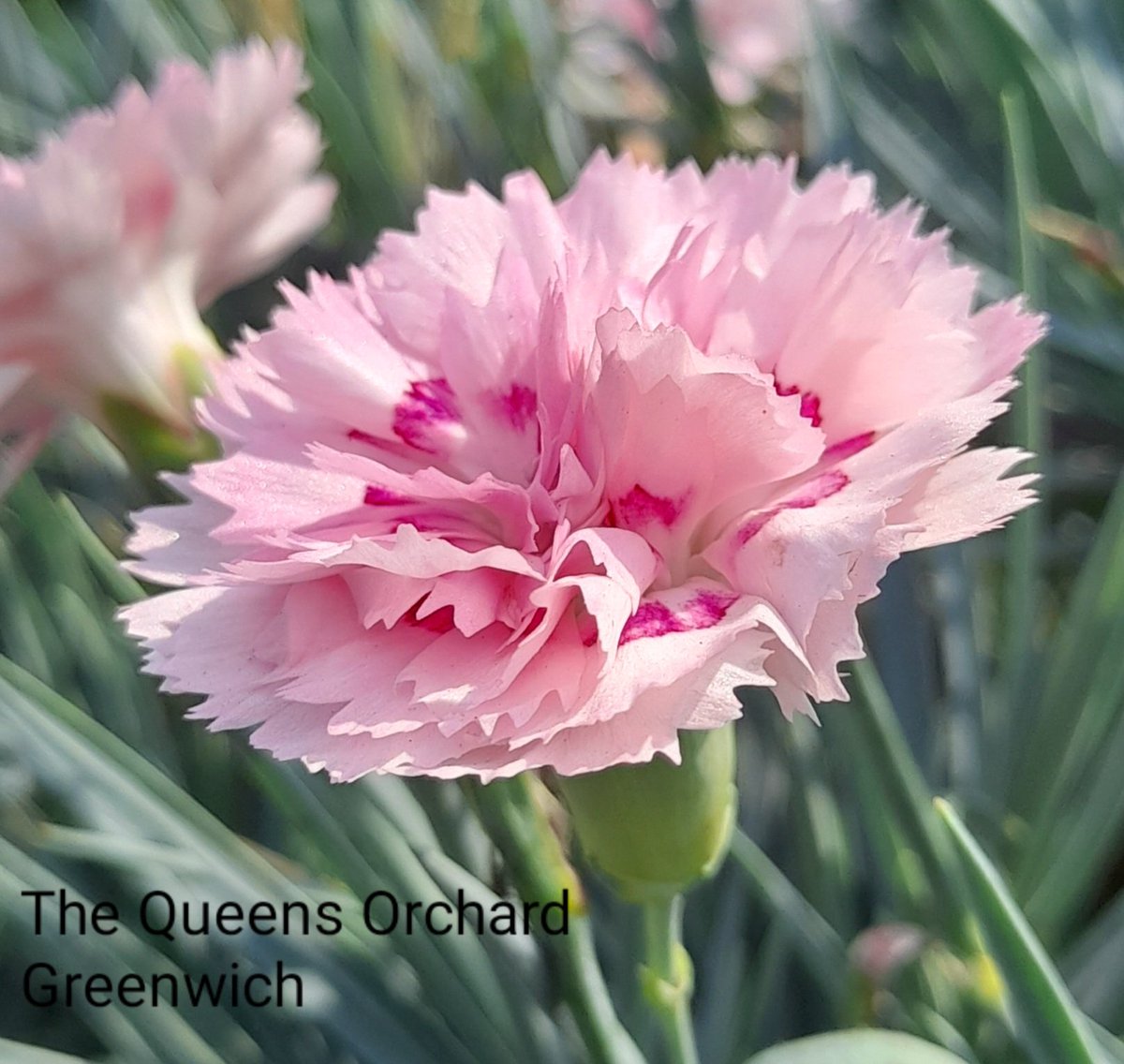 Dianthus #sixweeksofcolour #GardensHour