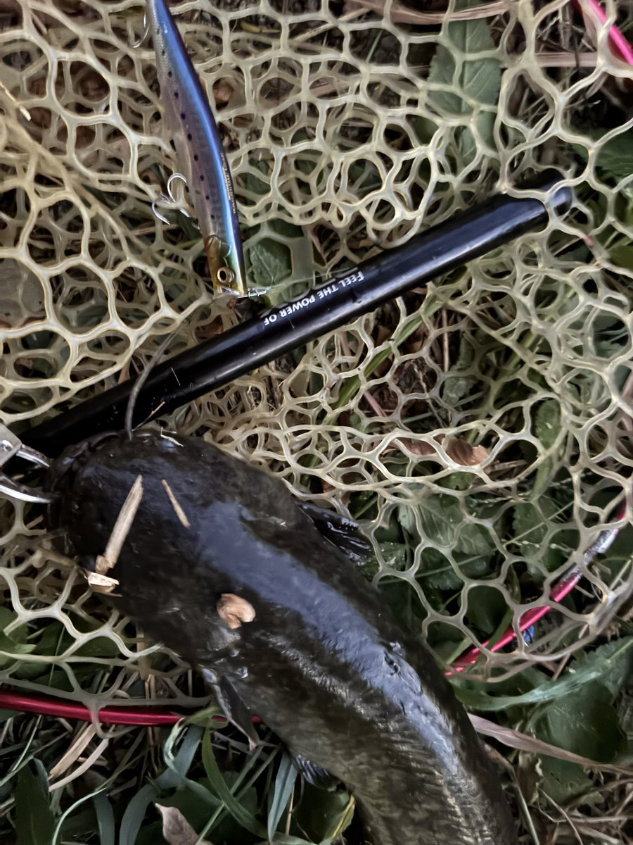 久々のシーバスばらしは、残念だけど。
川に出るのも久々だから散歩釣れて良かったよ