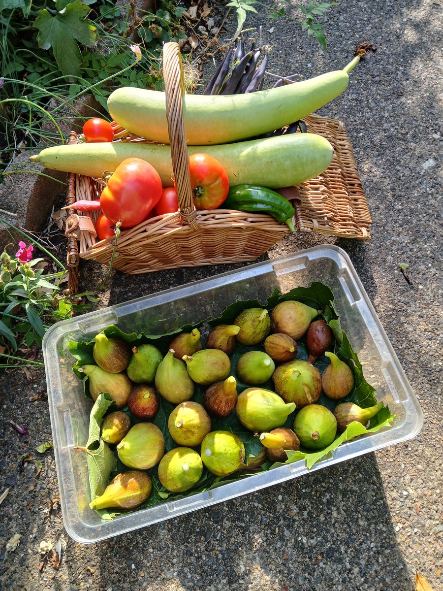 Jadeatall1's tweet photo. Some of my favourite fruits and vegetables from my garden. Loving hot summers #GardensHour, #figs #harvest https://t.co/ldFlv7u6xL