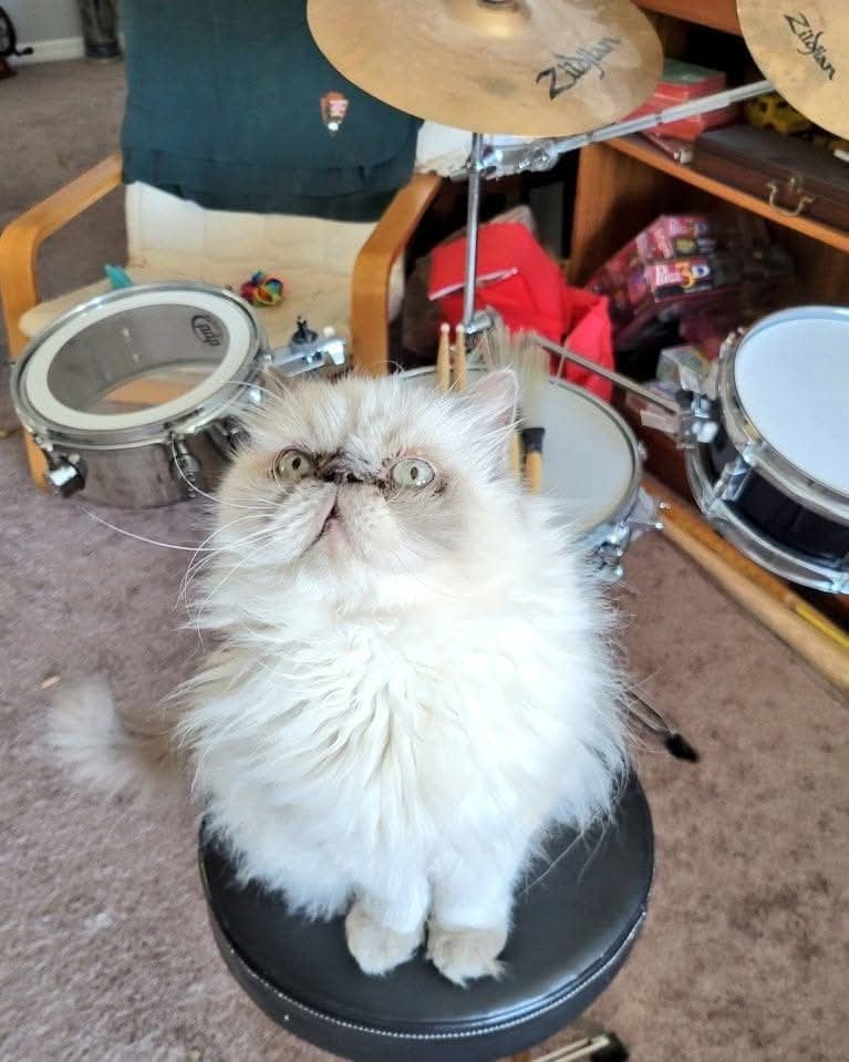 t_jh2009's tweet photo. Drum roll, please...it's #Shemptember! 🥁😸 #CatsOfTwitter #CatsOfX https://t.co/xuqW67P17e