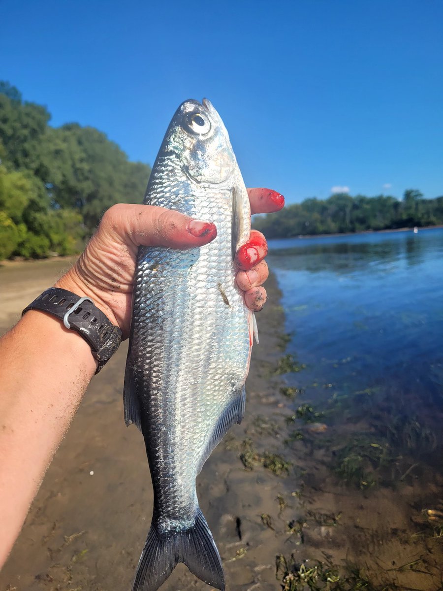 ChefPhileas's tweet photo. Laquaiche argentée Trois-Rivières Mauricie Rivière Saint-Maurice  #peche #fishing #TroisRivières #Mauricie #meteo #meteoqc 1er septembre https://t.co/CG5KphLRVW