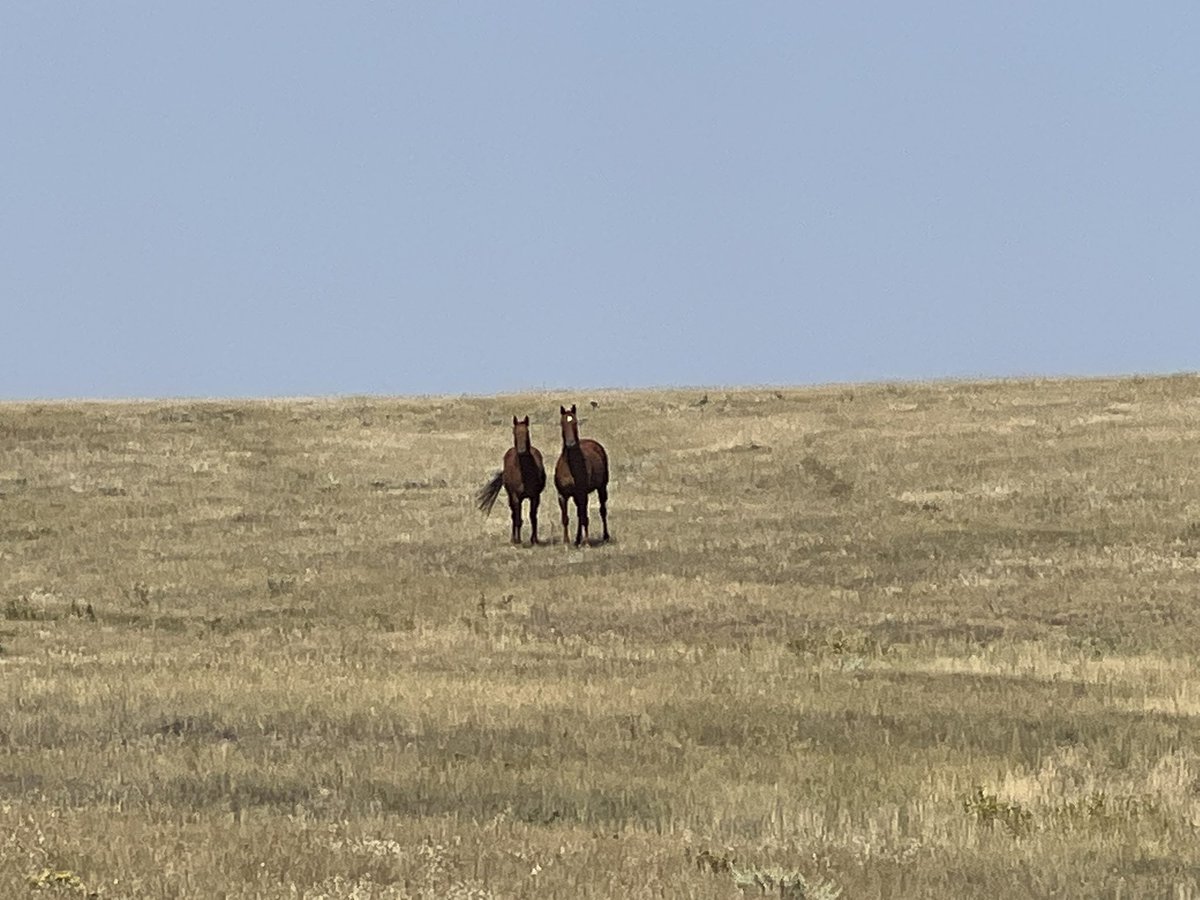 techsteaderr's tweet image. Neighbor’s horses got curious.