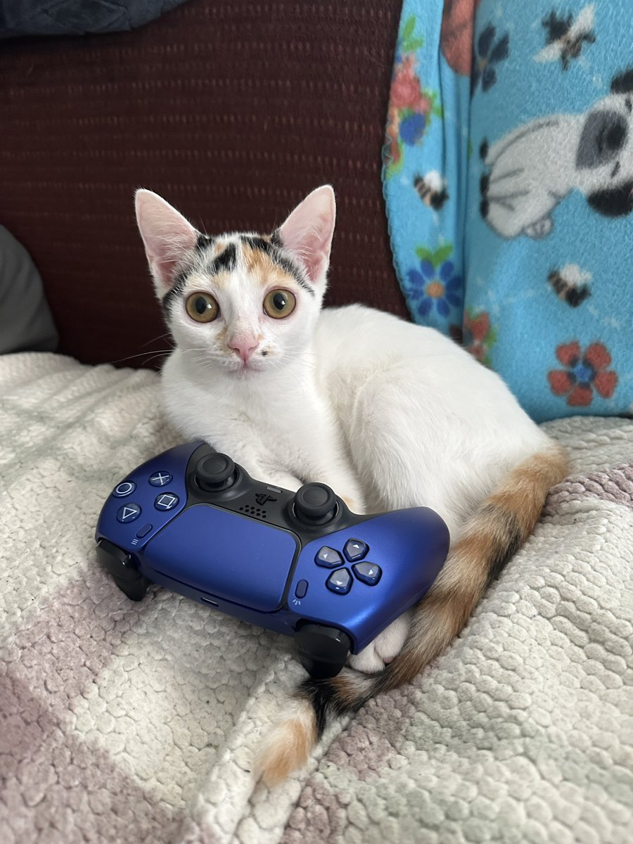 Kiwi & Goose tweet media