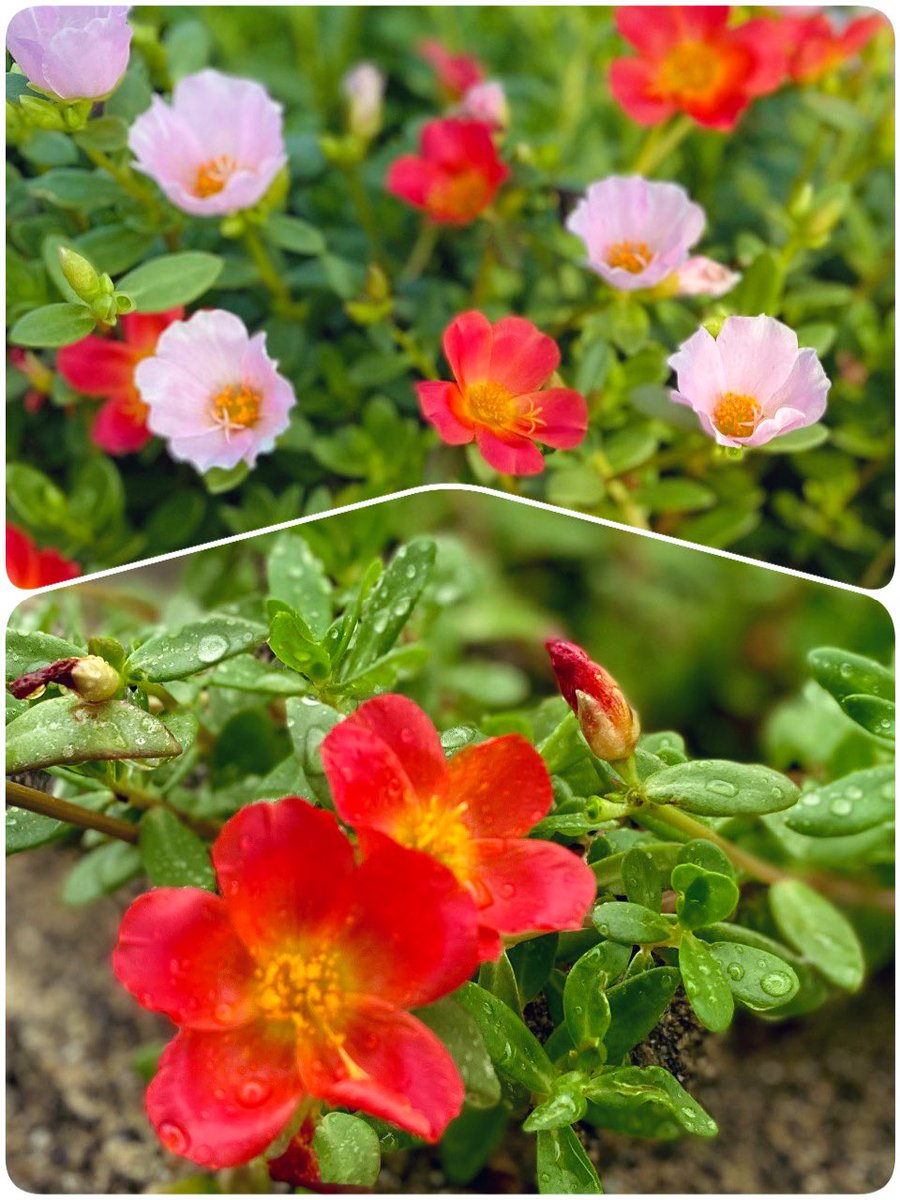 おはようございます🌤️

今日もいい一日になりますように✨

＃ポーチュラカ
＃TLを花でいっぱいにしよう