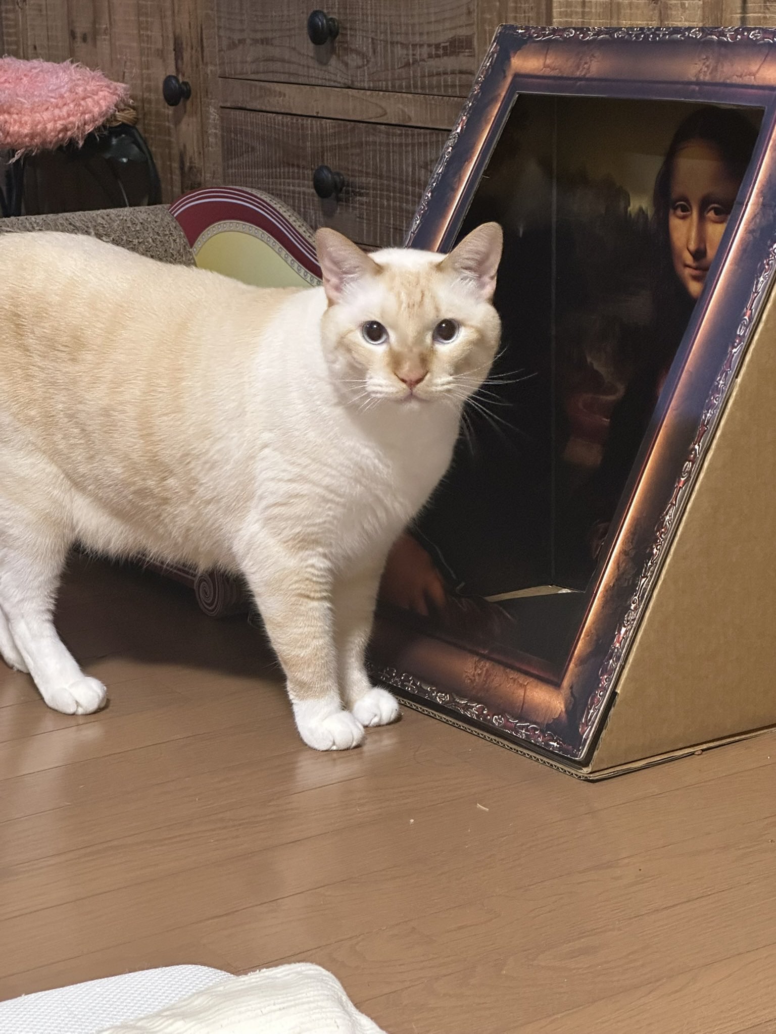 ねこハチ様 下半身麻痺のハチ (@Haaachi0) / X