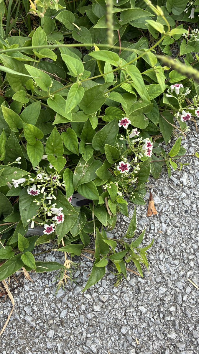 &lt;#52 朝散歩と屁糞葛&gt;

昨日も朝散歩
9月に入りましたが
残暑厳しいです

「名をへくそ 
かづらとぞいふ 
花盛り」

高浜虚子さんの一句

朝散歩中道端で
見つけた、野草

葉や茎を揉むと、
屁や糞の様な悪臭が
する事が名前の所以

花言葉  意外性のある

#朝散歩 #俳句 #haiku #屁糞葛 #野草
#夏体験