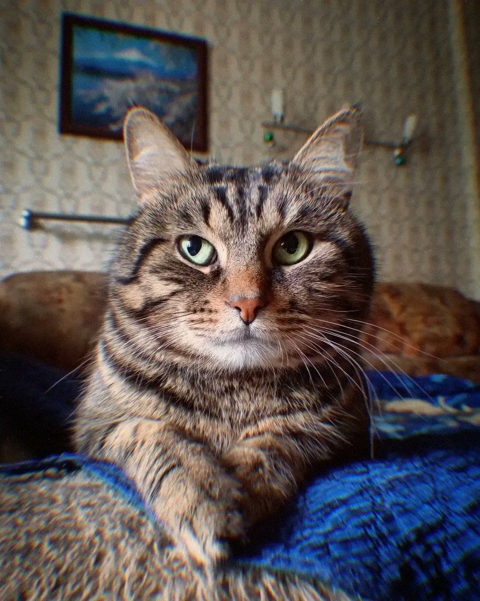 вуфчик🐺машут tweet media