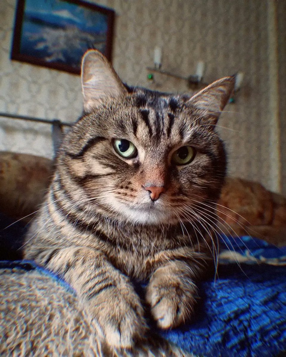 вуфчик🐺машут tweet media