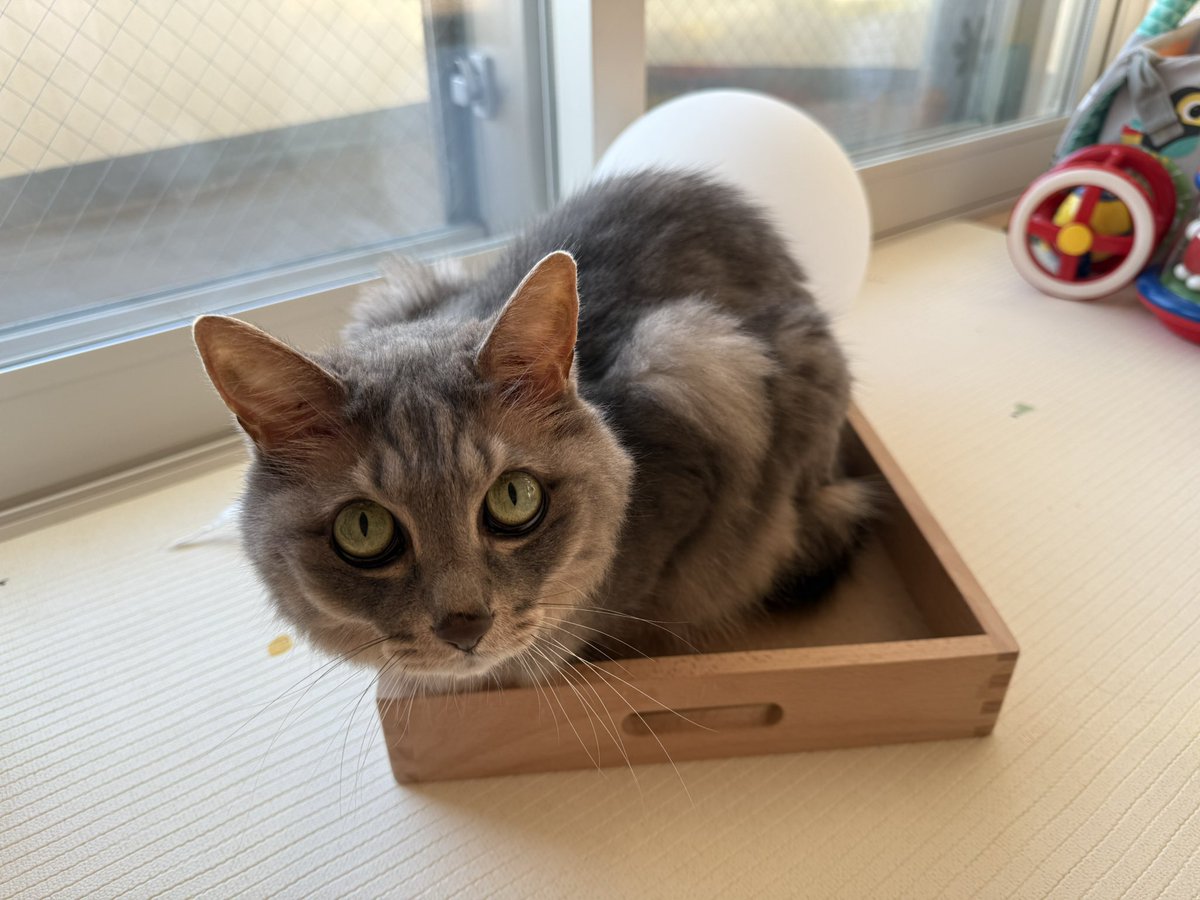 猫 愛の箱を覗く ※額装済み maxresdefault.jpg