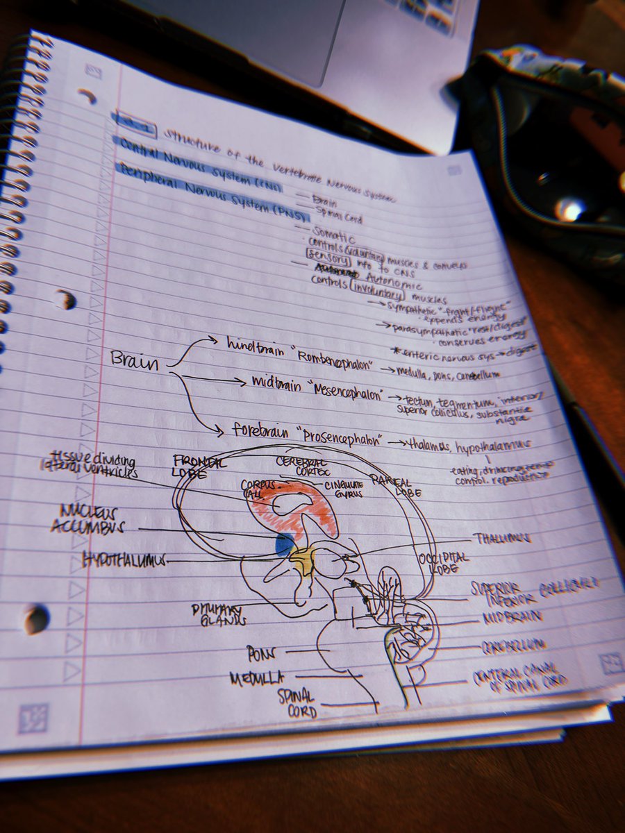 time to pass comp exams #neuroanatomy 🧠