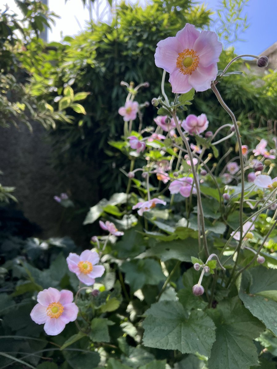 #flowerlovers #JapaneseAnemone