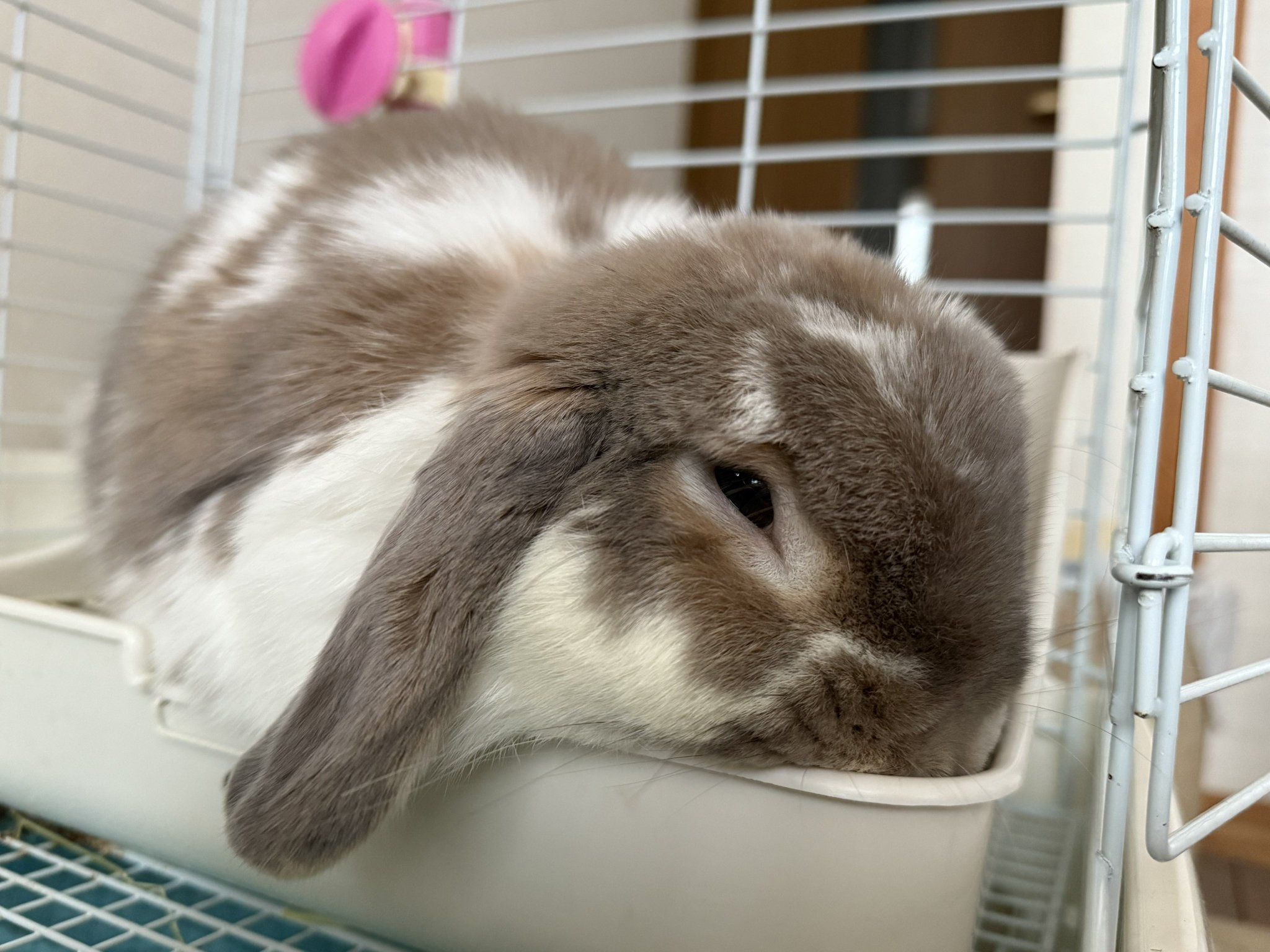 うさぎのミミちゃん🐰 on X: 