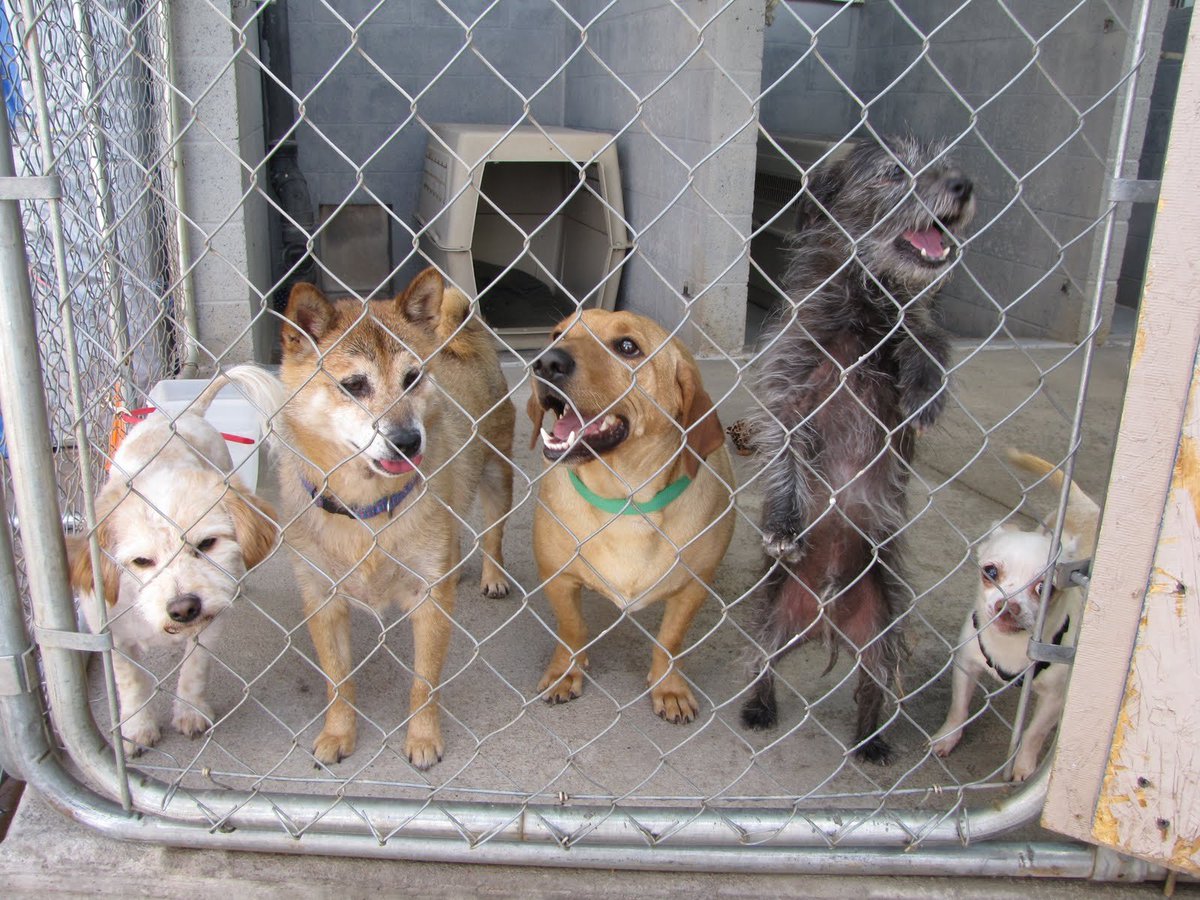 Did you know that there are nearly 1,000 dogs euthanized EACH DAY in our country?  30,000 each month, and 360,000 each year.  What's the solution?

😥