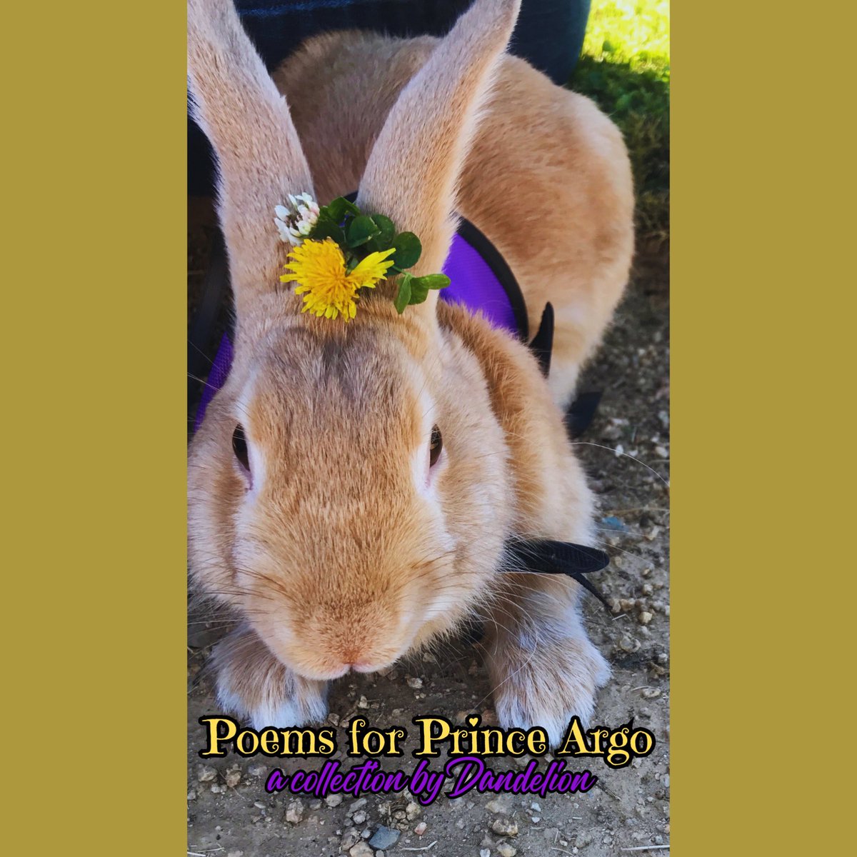 Dandelion, the Sunchaser 🏳️‍⚧️ tweet media